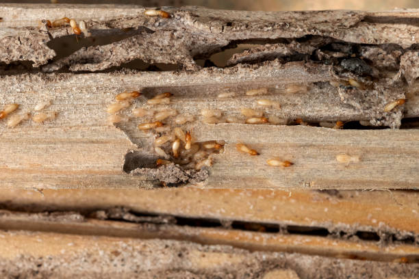 Best Exterminator Services  in Eureka, KS
